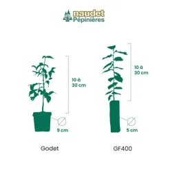 PÉPINIÈRES NAUDET - 20 photinias (photinia fraseri 'red robin') - haie de photinia