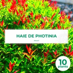 PÉPINIÈRES NAUDET - 10 photinia (photinia fraseri 'red robin') - haie de photinia red robin