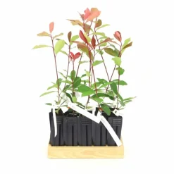 PÉPINIÈRES NAUDET - 10 photinia (photinia fraseri 'red robin') - haie de photinia red robin