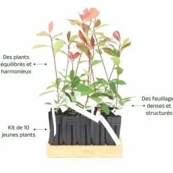 PÉPINIÈRES NAUDET - 10 photinia (photinia fraseri 'red robin') - haie de photinia red robin