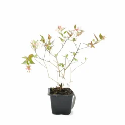 PÉPINIÈRES NAUDET - Abélia x grandiflora (abelia x grandiflora)
