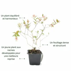 PÉPINIÈRES NAUDET - Abélia x grandiflora (abelia x grandiflora)