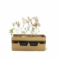 PÉPINIÈRES NAUDET - Abélia x grandiflora (abelia x grandiflora)