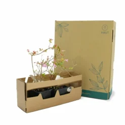 PÉPINIÈRES NAUDET - Abélia x grandiflora (abelia x grandiflora)