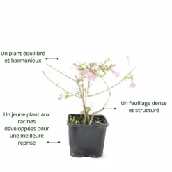 PÉPINIÈRES NAUDET - Abélia x grandiflora 'edward goucher' (abelia x grandiflora 'edward goucher')