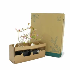 PÉPINIÈRES NAUDET - Abélia x grandiflora 'edward goucher' (abelia x grandiflora 'edward goucher')