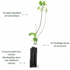 PÉPINIÈRES NAUDET - Amélanchier à feuilles ovales (amelanchier ovalis)