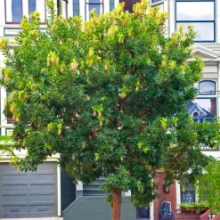 PÉPINIÈRES NAUDET - Arbousier ou arbre aux fraises (arbutus unedo)