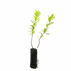 PÉPINIÈRES NAUDET - Arbousier ou arbre aux fraises (arbutus unedo)