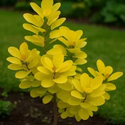 PÉPINIÈRES NAUDET - Arbre à perruques 'golden lady' (cotinus coggygria 'golden lady' ®)