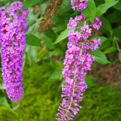PÉPINIÈRES NAUDET - Arbre aux papillons 'nanho purple' (buddleja davidii 'nanho purple')