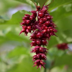 PÉPINIÈRES NAUDET - Arbre aux faisans 'purple rain' (leycesteria formosa 'purple rain')
