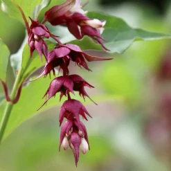 PÉPINIÈRES NAUDET - Arbre aux faisans 'purple rain' (leycesteria formosa 'purple rain')