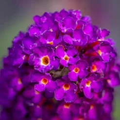 PÉPINIÈRES NAUDET - Arbre aux papillons 'black knight' (buddleja davidii 'black knight')