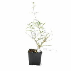 PÉPINIÈRES NAUDET - Arbre aux papillons 'black knight' (buddleja davidii 'black knight')