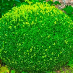 PÉPINIÈRES NAUDET - Buis à bordure nain 'suffruticosa nana' (buxus sempervirens 'suffruticosa nana')