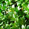 PÉPINIÈRES NAUDET - Buis commun (buxus sempervirens)