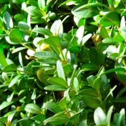 PÉPINIÈRES NAUDET - Buis commun (buxus sempervirens)