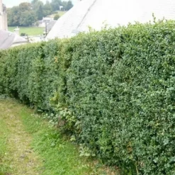 PÉPINIÈRES NAUDET - Buis commun (buxus sempervirens)
