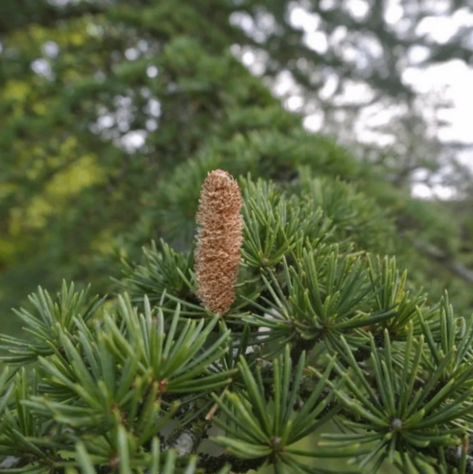 PÉPINIÈRES NAUDET - Cèdre du liban (cedrus libani) - godet - taille 13/25cm