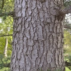 PÉPINIÈRES NAUDET - Cèdre du liban (cedrus libani) - godet - taille 13/25cm