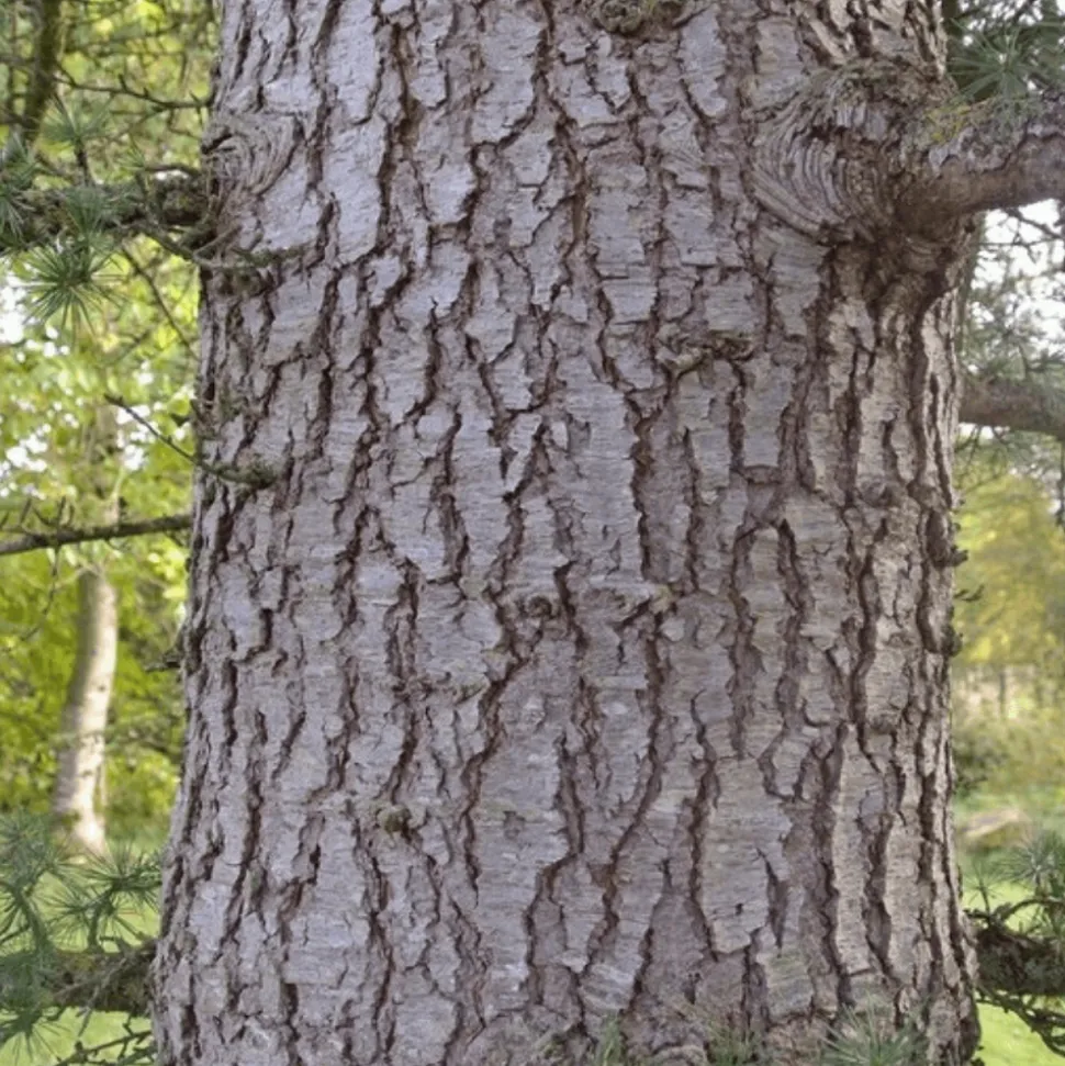 PÉPINIÈRES NAUDET - Cèdre du liban (cedrus libani) - godet - taille 13/25cm