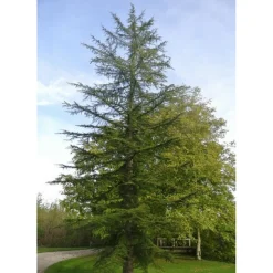 PÉPINIÈRES NAUDET - Cèdre du liban (cedrus libani) - godet - taille 13/25cm