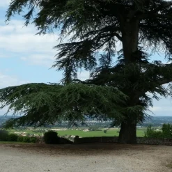 PÉPINIÈRES NAUDET - Cèdre vert de l'atlas (cedrus atlantica) - godet - taille 13/25cm