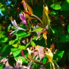 PÉPINIÈRES NAUDET - Chèvrefeuille du japon 'chinensis' (lonicera japonica 'chinensis')