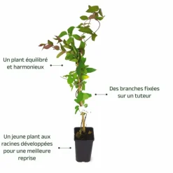 PÉPINIÈRES NAUDET - Chèvrefeuille du japon 'chinensis' (lonicera japonica 'chinensis')