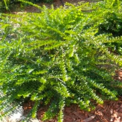 PÉPINIÈRES NAUDET - Chèvrefeuille à feuilles de buis 'maigruen' (lonicera nitida 'maigruen')