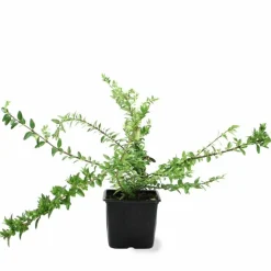 PÉPINIÈRES NAUDET - Chèvrefeuille à feuilles de buis 'maigruen' (lonicera nitida 'maigruen')