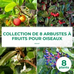 PÉPINIÈRES NAUDET - Collection 8 arbustes à fruits pour oiseaux