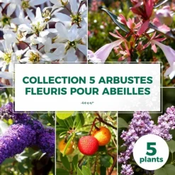 PÉPINIÈRES NAUDET - Collection 5 arbustes fleuris