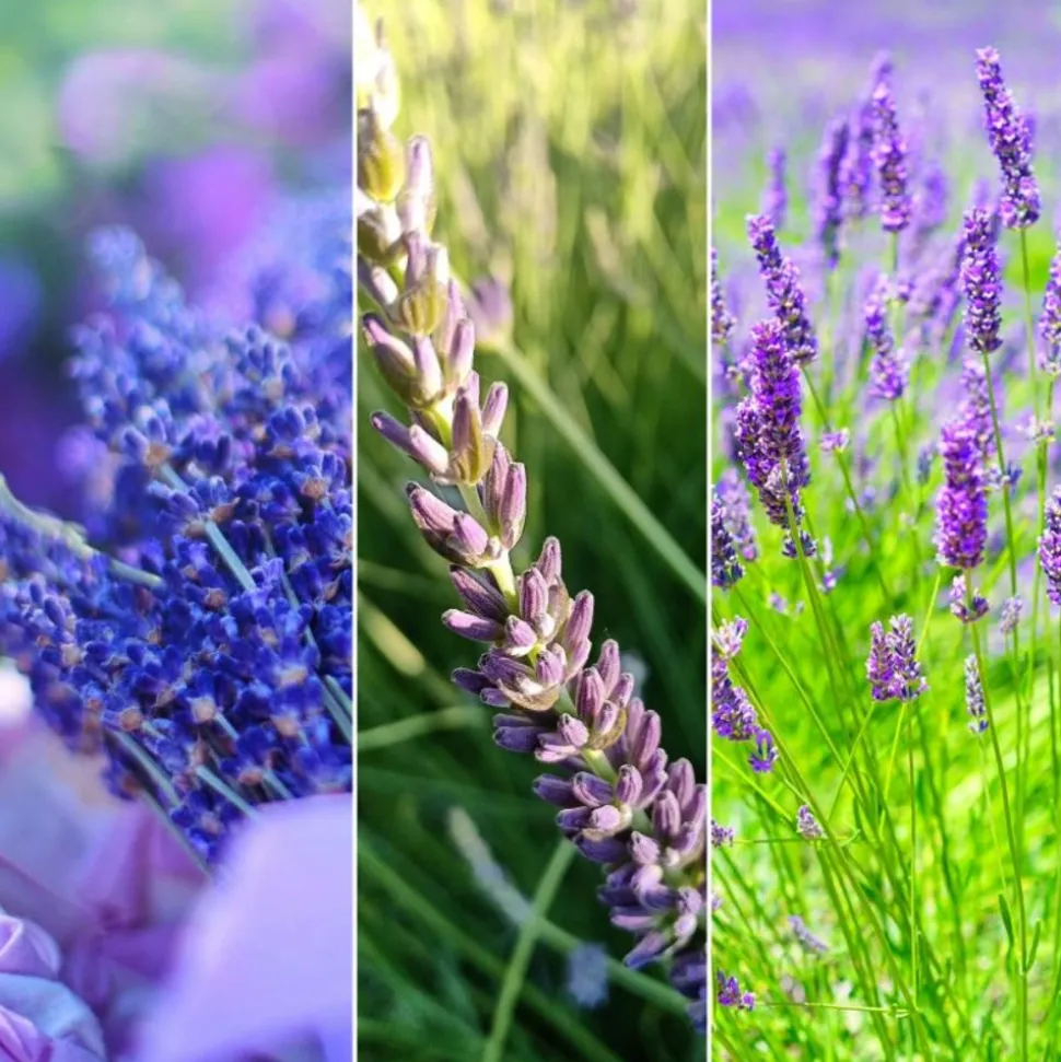 PÉPINIÈRES NAUDET - Collection de 9 lavandes