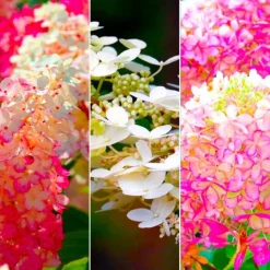 PÉPINIÈRES NAUDET - Collection 3 hortensias (hydrangea paniculata)