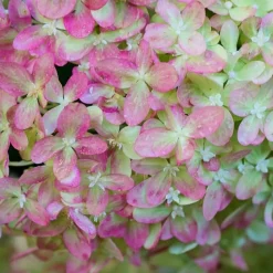 PÉPINIÈRES NAUDET - Collection 3 hortensias (hydrangea paniculata)