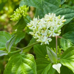 PÉPINIÈRES NAUDET - Cornouiller sanguin (cornus sanguinea)