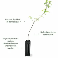 PÉPINIÈRES NAUDET - Cornouiller sanguin (cornus sanguinea)