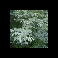 PÉPINIÈRES NAUDET - Cornouiller sanguin (cornus sanguinea)