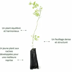 PÉPINIÈRES NAUDET - Coronille des jardins (hippocrepis emerus)