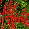 PÉPINIÈRES NAUDET - Cotoneaster de dammer 'skogholm' (cotoneaster dammeri 'skogholm')