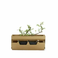 PÉPINIÈRES NAUDET - Cotoneaster de dammer 'skogholm' (cotoneaster dammeri 'skogholm')