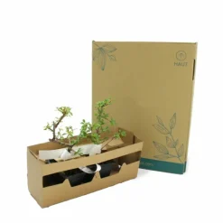 PÉPINIÈRES NAUDET - Cotoneaster de dammer 'skogholm' (cotoneaster dammeri 'skogholm')