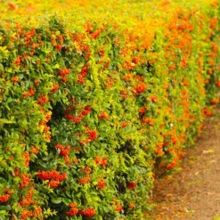 PÉPINIÈRES NAUDET - Cotoneaster laiteux (cotoneaster lacteus)