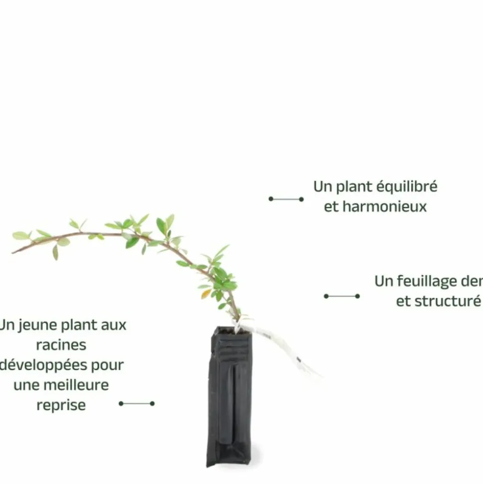 PÉPINIÈRES NAUDET - Cotoneaster laiteux (cotoneaster lacteus)