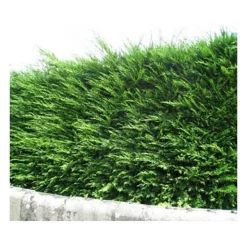 PÉPINIÈRES NAUDET - Cyprès de leyland (cupressocyparis leylandii) - godet - taille 20/40cm