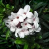 PÉPINIÈRES NAUDET - Daphné hybride 'eternal fragrance' ® (daphne x transatlantica 'eternal fragrance' ®)