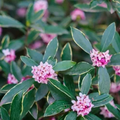 PÉPINIÈRES NAUDET - Daphné odorant 'aureomarginata' (daphne odora 'aureomarginata')