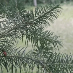 PÉPINIÈRES NAUDET - Douglas vert (pseudotsuga menziesii) - godet - taille 20/40cm